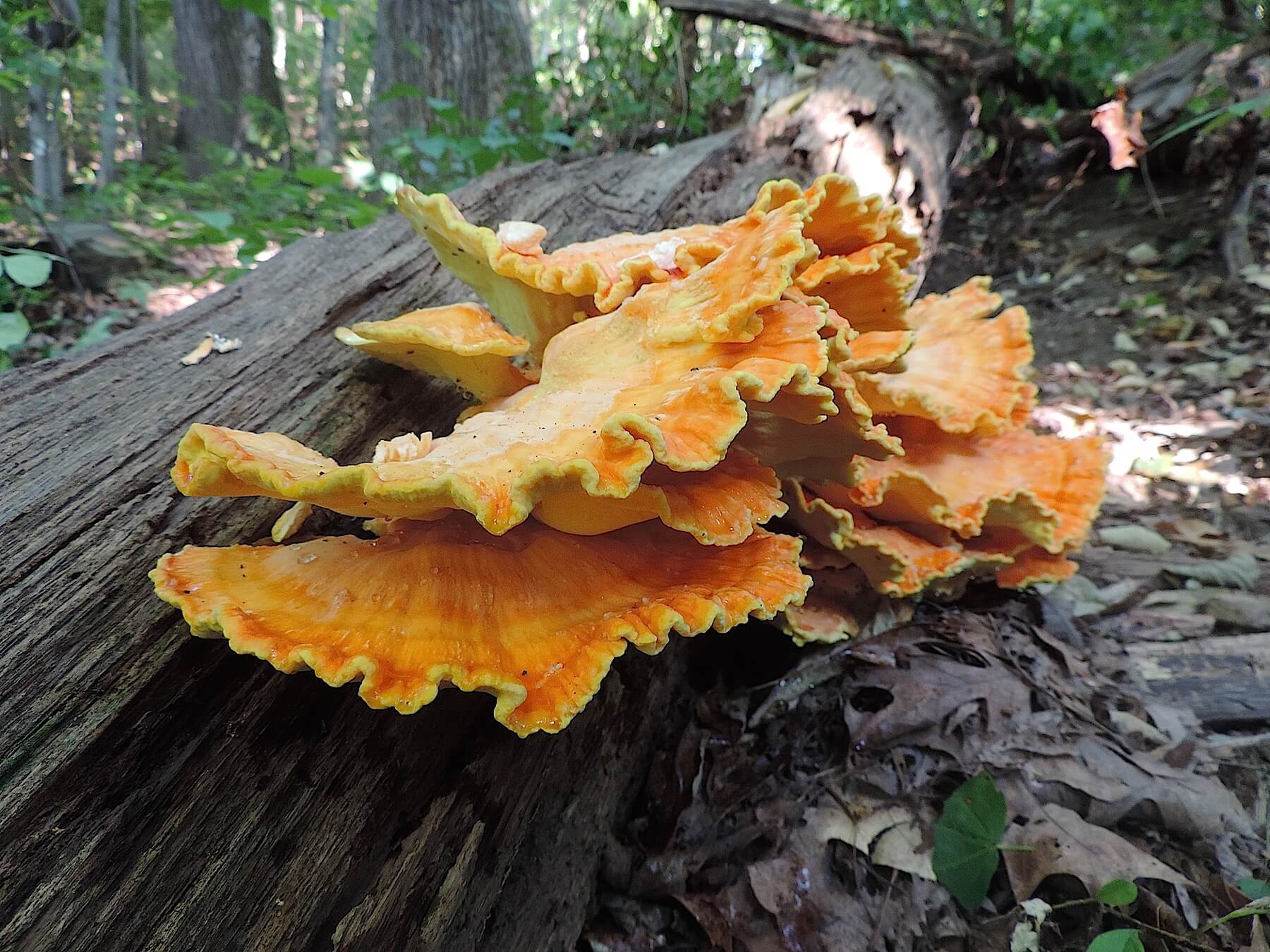 chicken-of-the-woods-mushroom-identification-look-alikes-medicinal