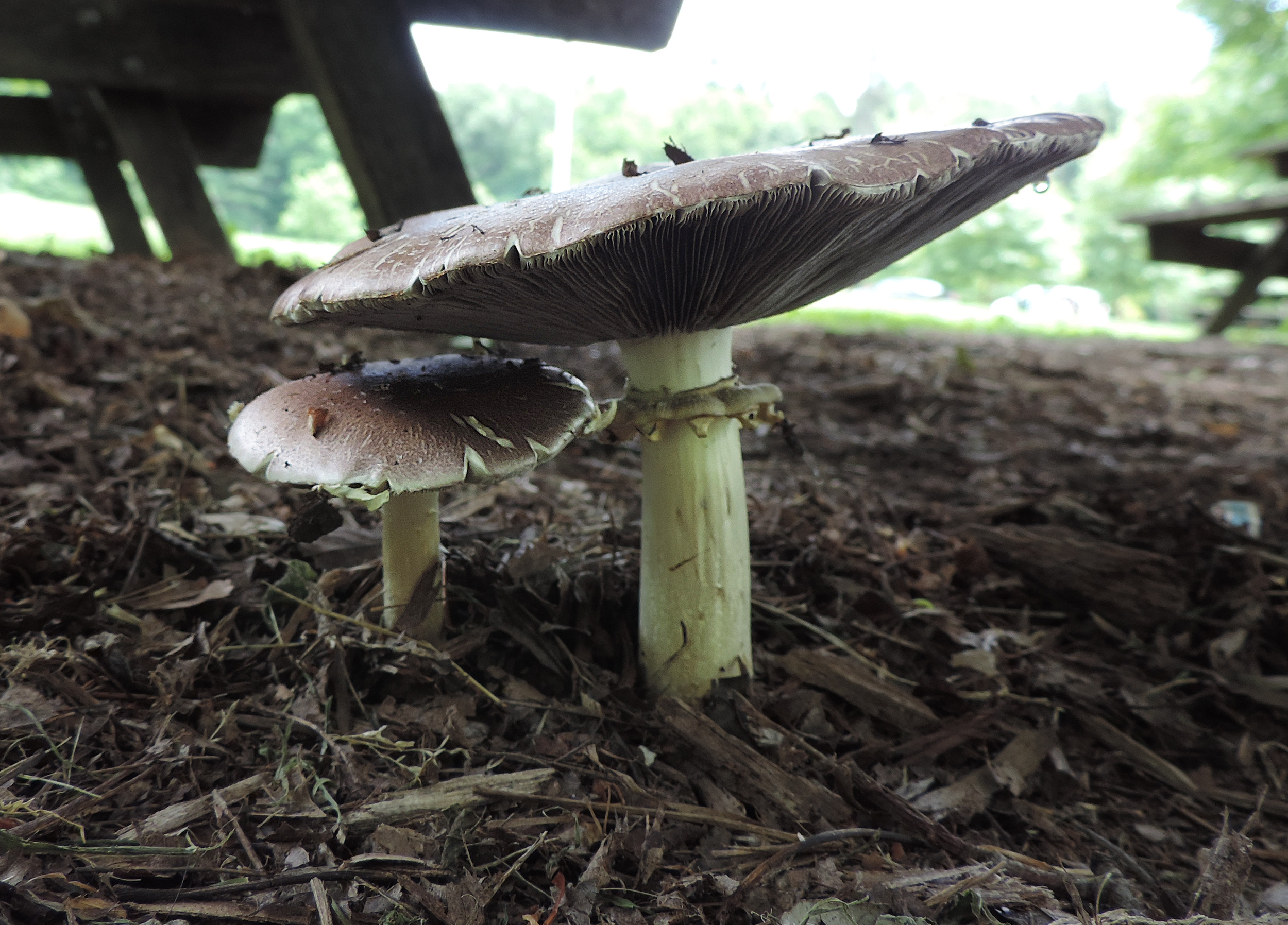 Flat store cap mushrooms