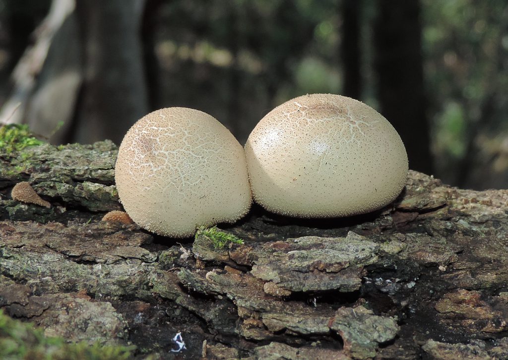 Lycoperdonpyriforme2017-6