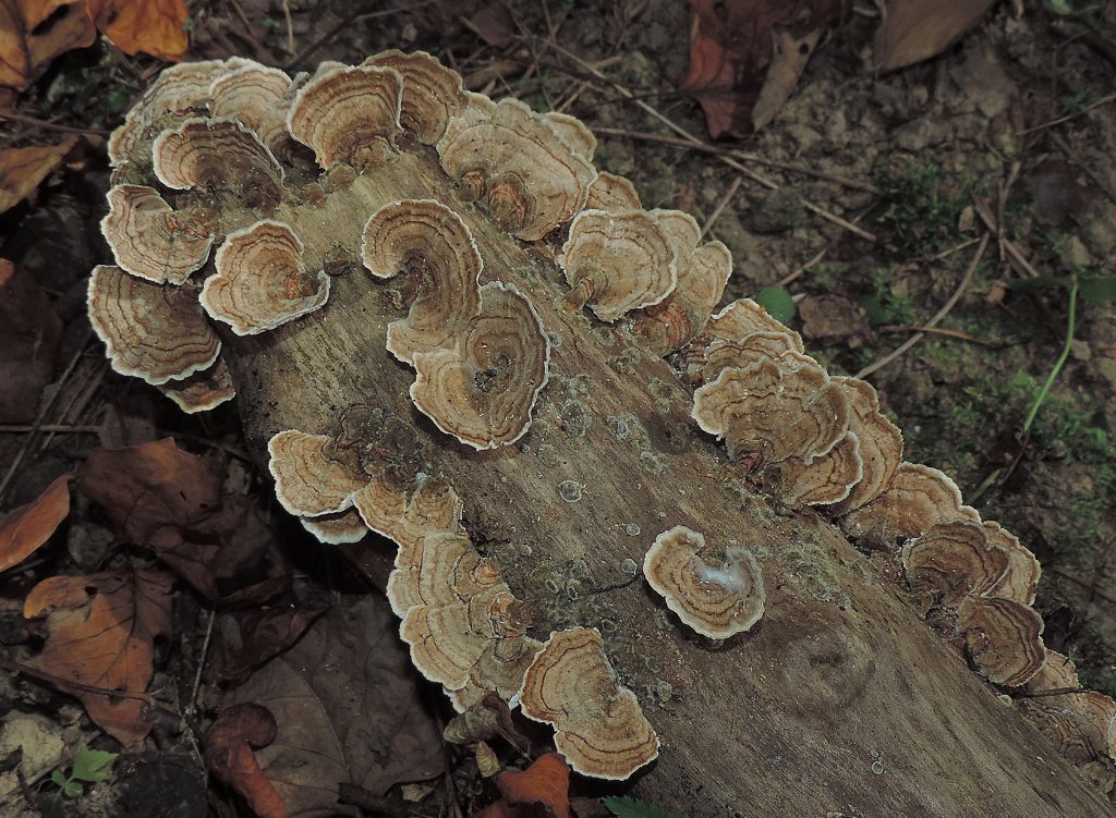 TurkeyTail2017-2