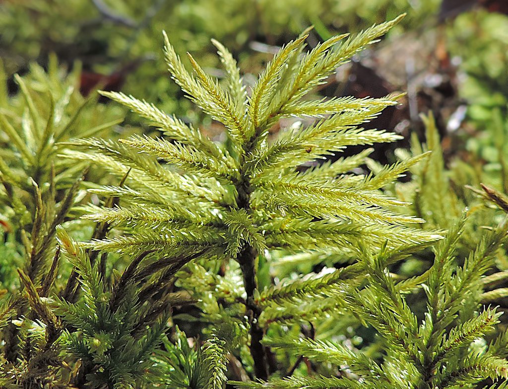 climaciummoss