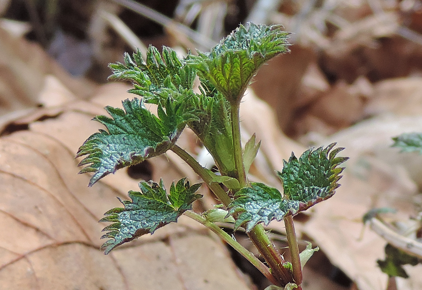 StingingNettle2018cropped