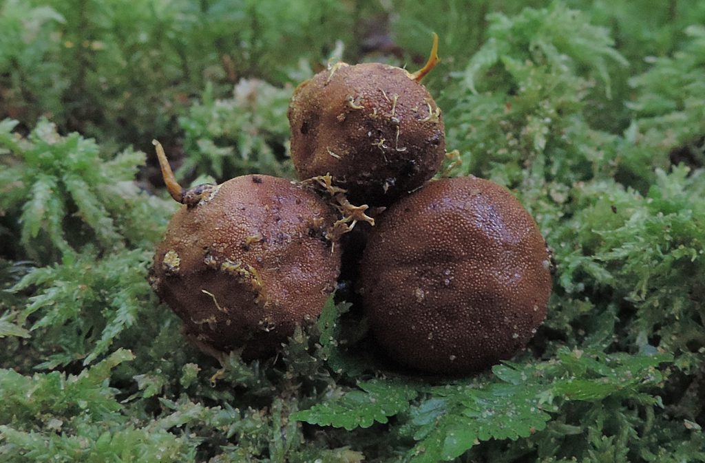 Locating Wild Deer Truffles (Elaphomyces) - Learn Your Land