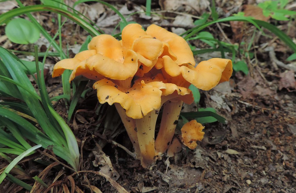 Chanterelle Jack O Lantern Mushroom Identification Learn Your Land