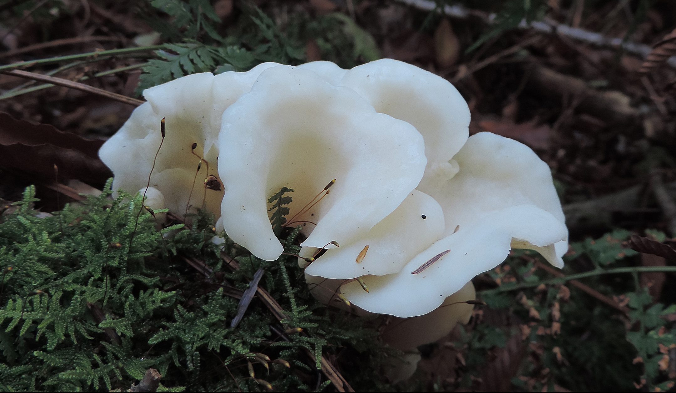 Angel Wing Mushroom (Pleurocybella porrigens) — Deadly Or Not