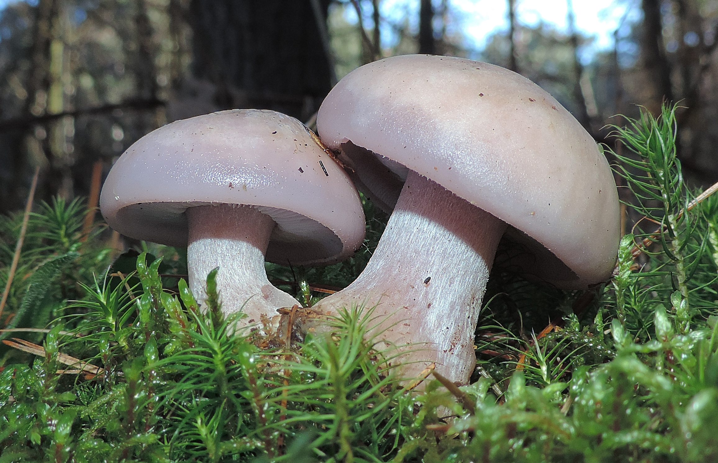 Foraging for Wild Edible Fungi 16 Wild Edible Mushrooms You Can Forage This Autumn Learn Your Land