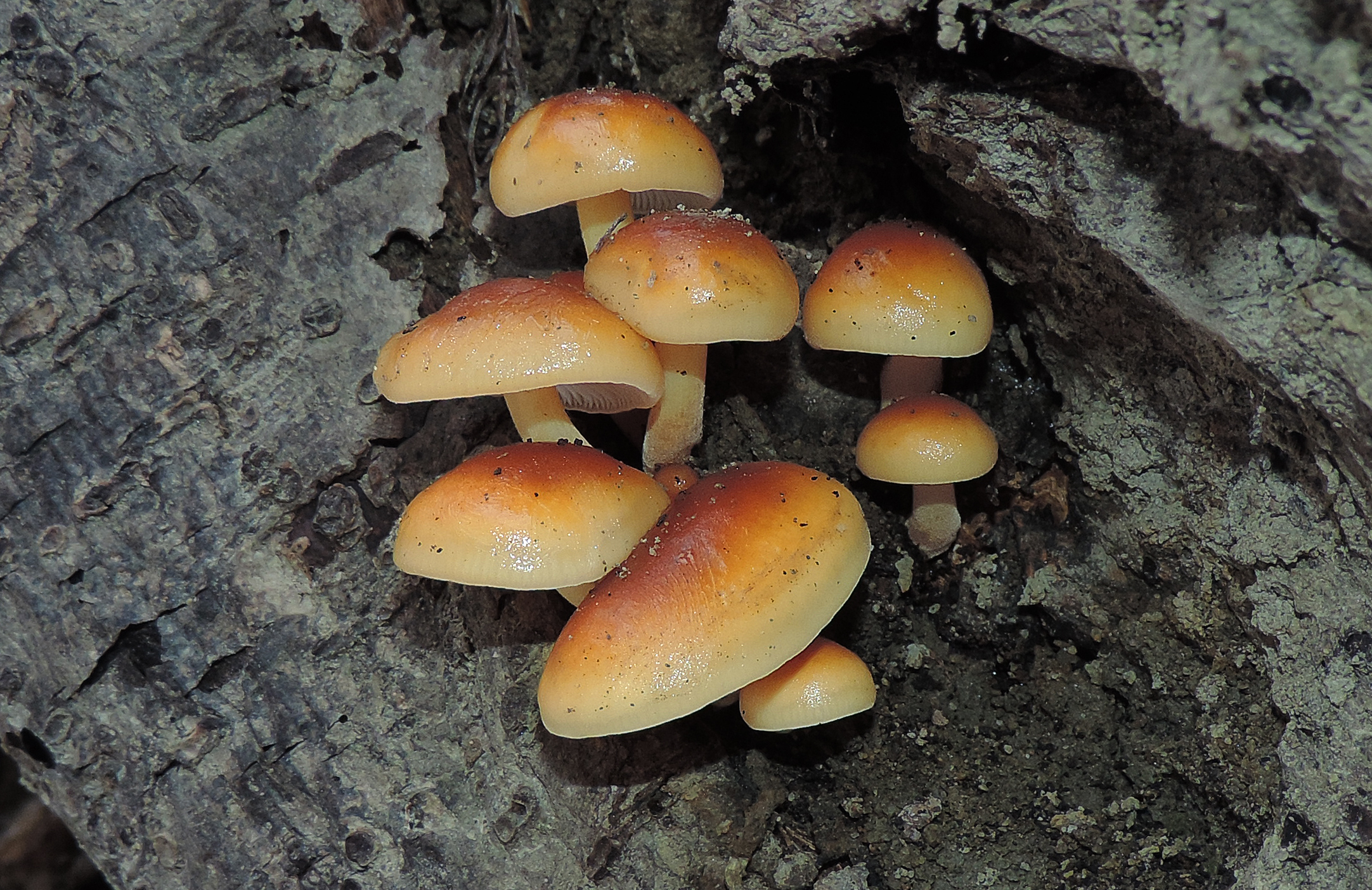 deadly galerina mushroom