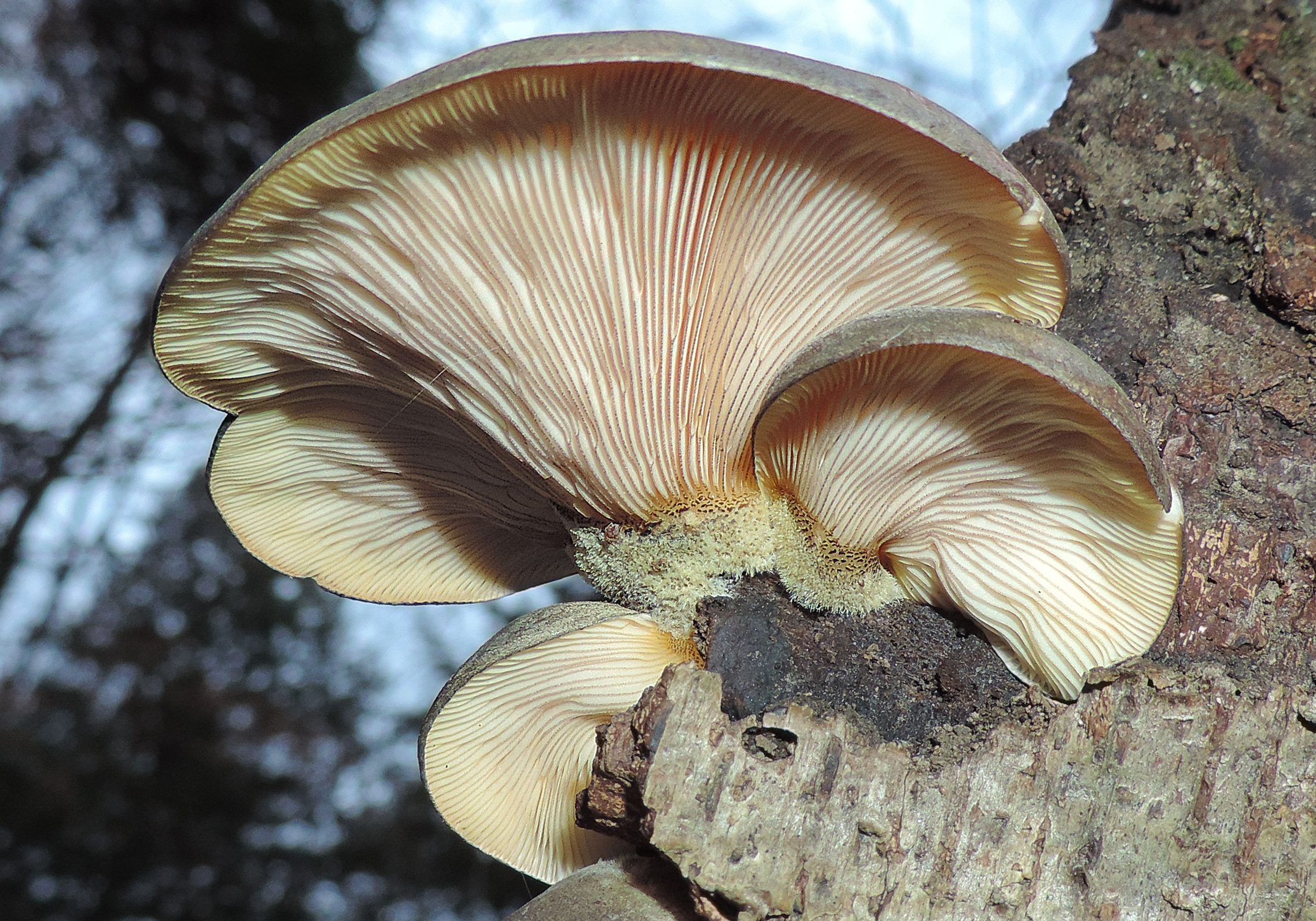 Is The Late Fall Oyster Mushroom (Sarcomyxa serotina) Carcinogenic