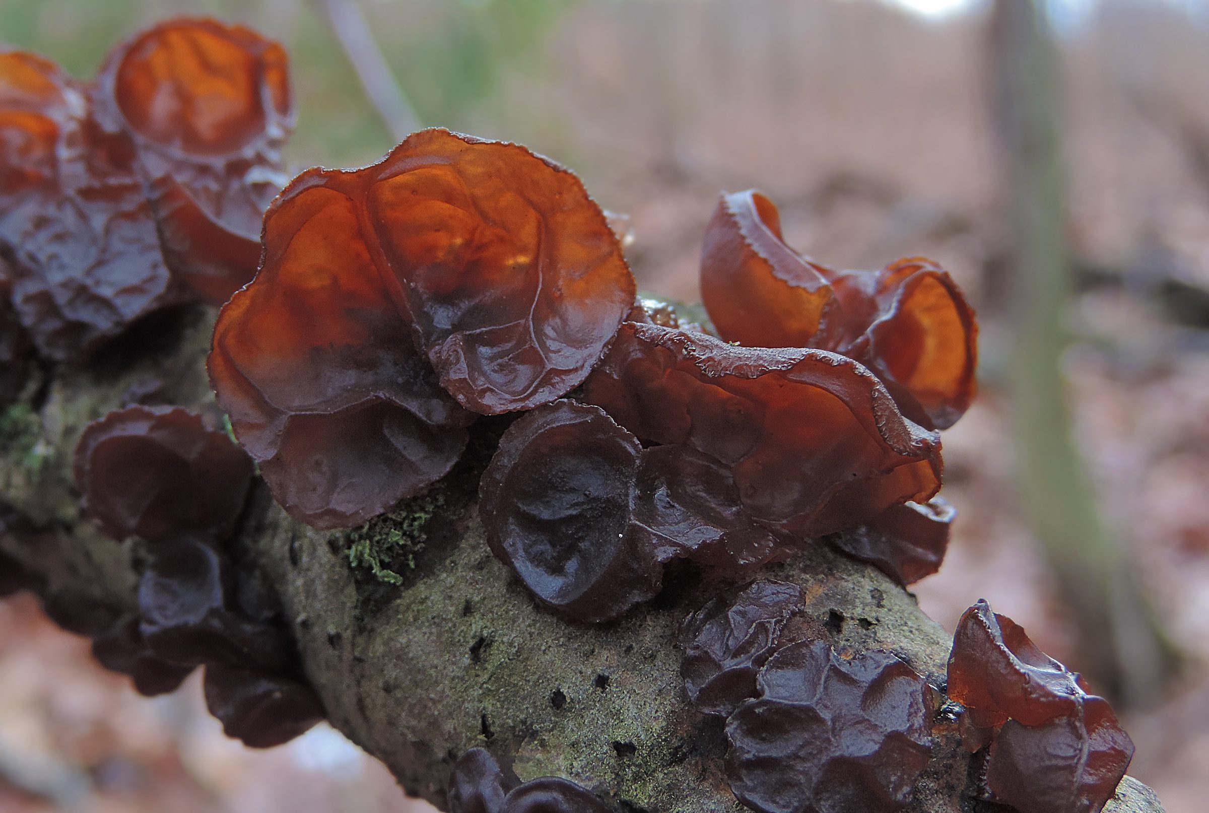 Edible Jelly Mushrooms — Wood Ear And Amber Jelly Roll Learn Your Land ...