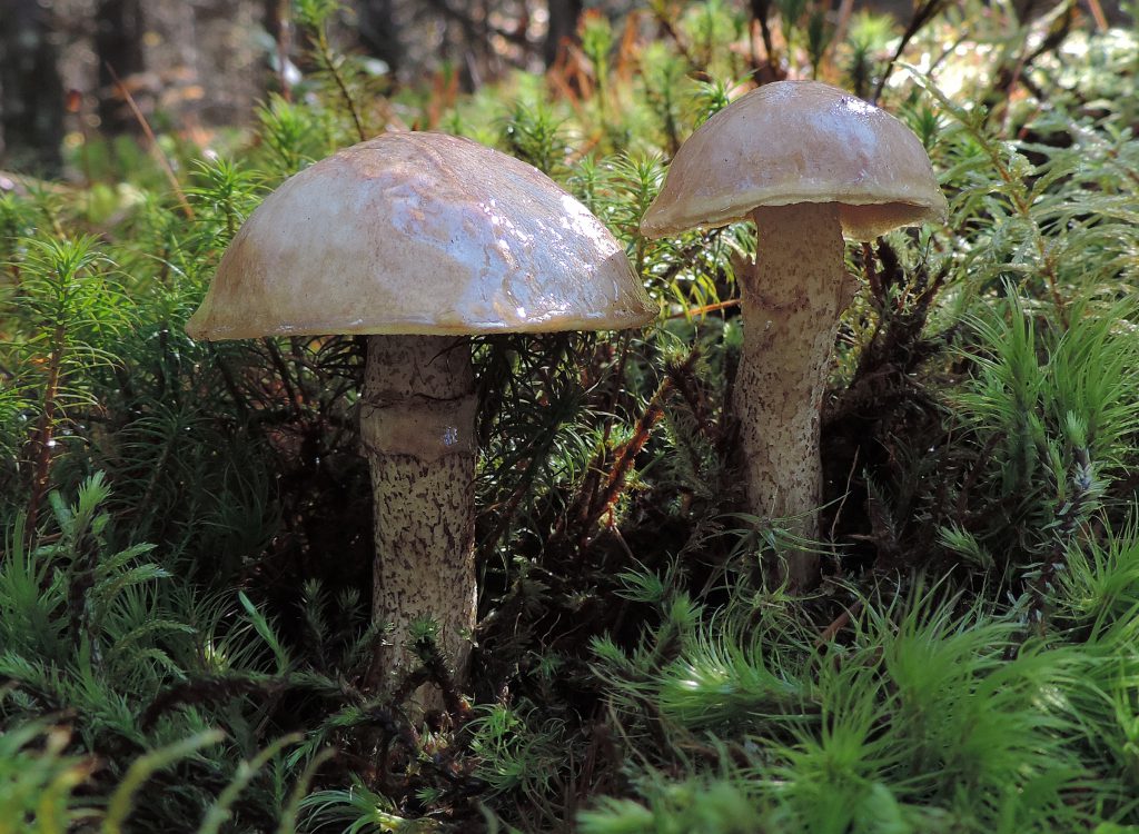 Wild & Slimy Edible Mushrooms Learn Your Land