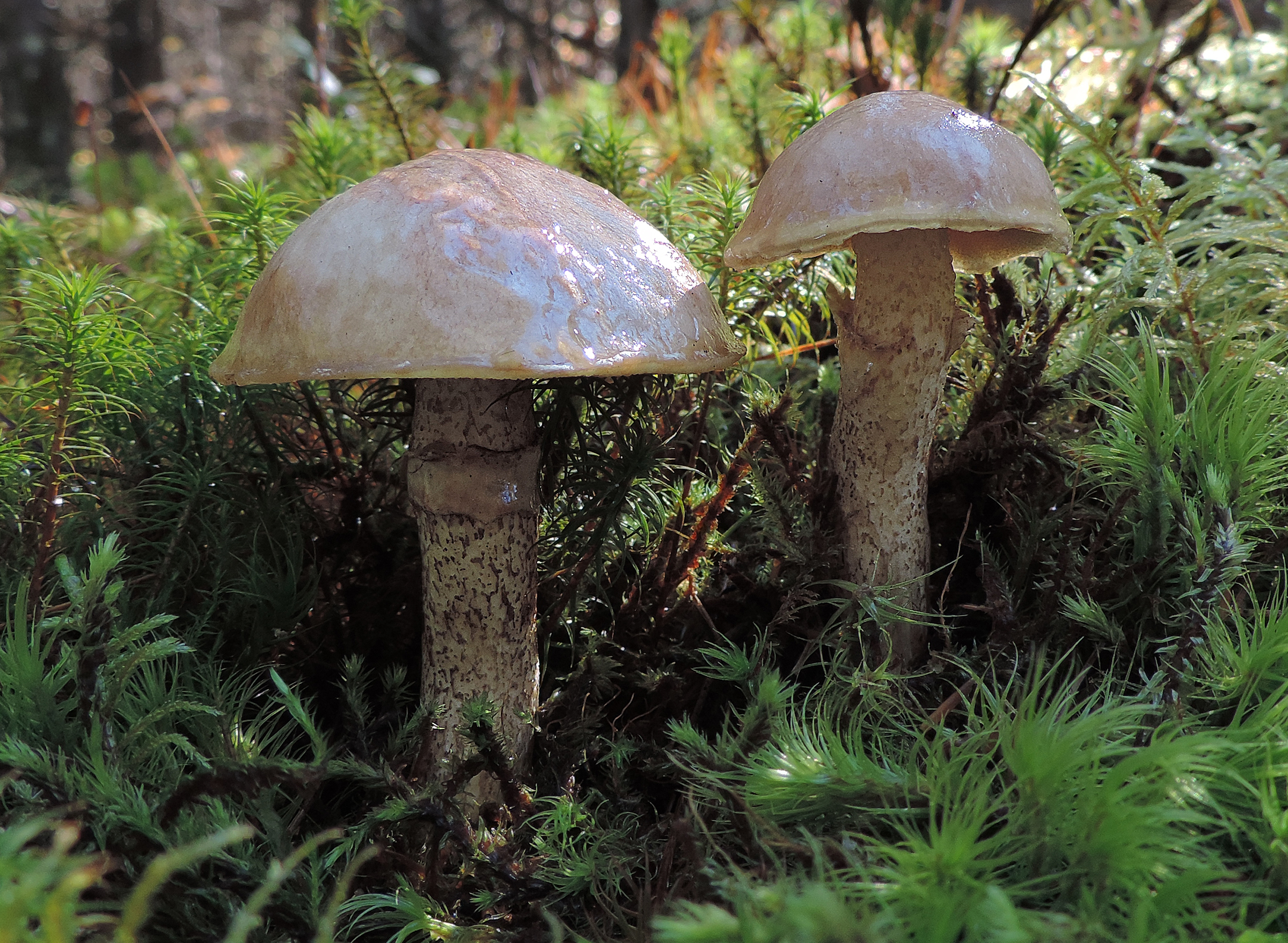 Wild & Slimy Edible Mushrooms – Learn Your Land