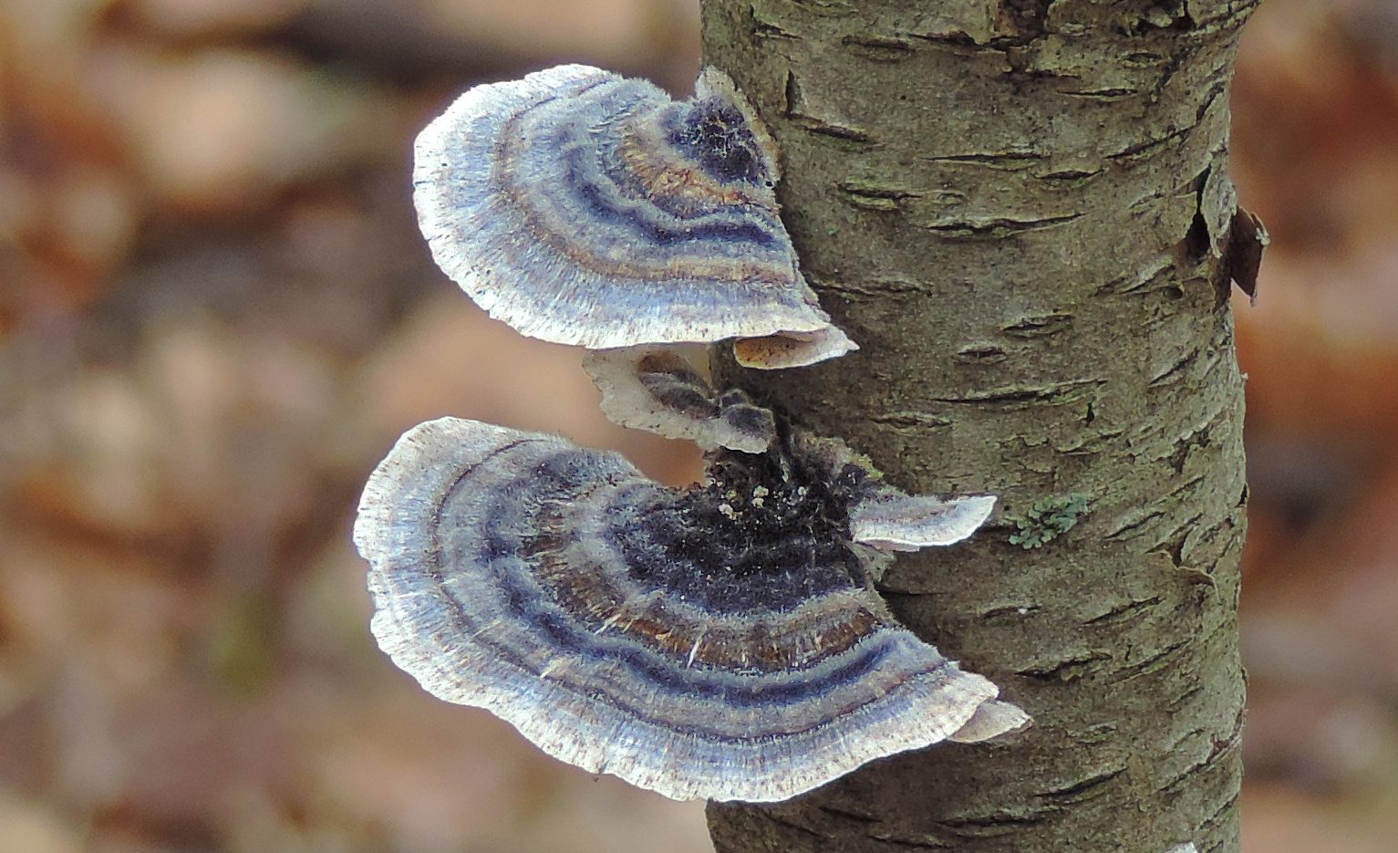 colorful mushrooms