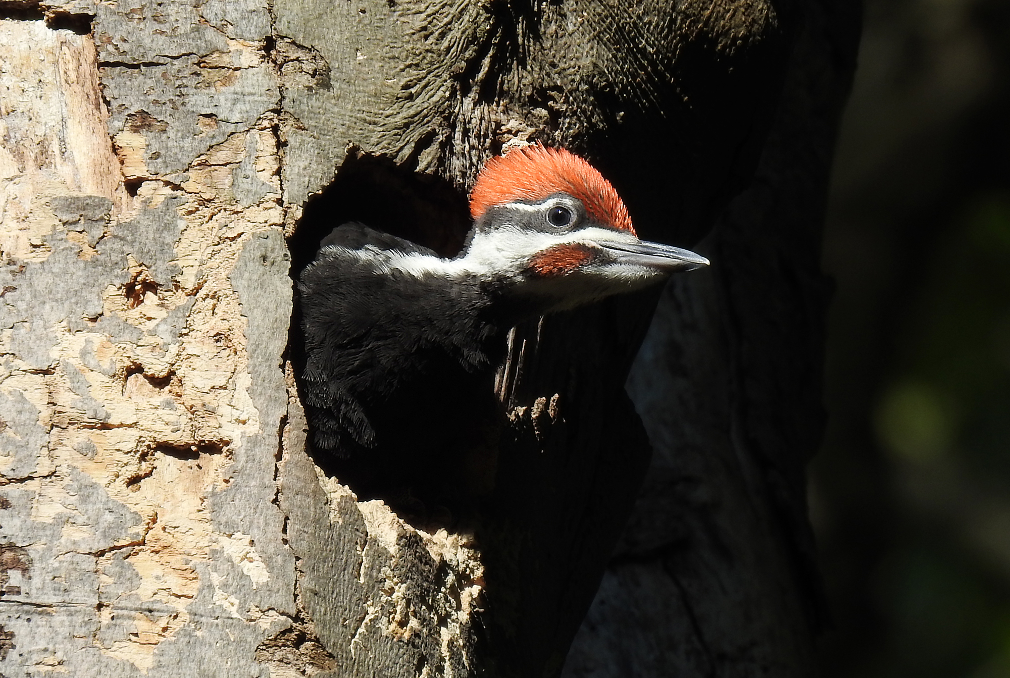The Miracle Of Woodpeckers - Learn Your Land