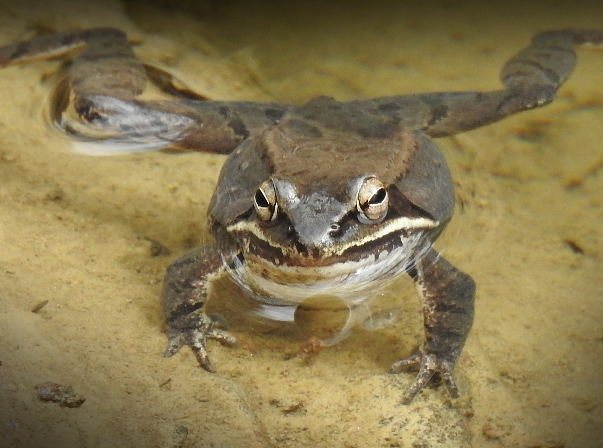 Wood Frog