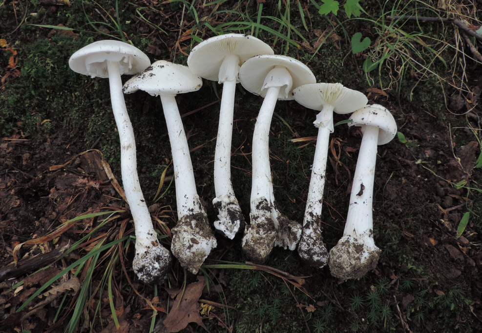 One Poisonous Mushroom & One Poisonous Plant | Learn Your Land