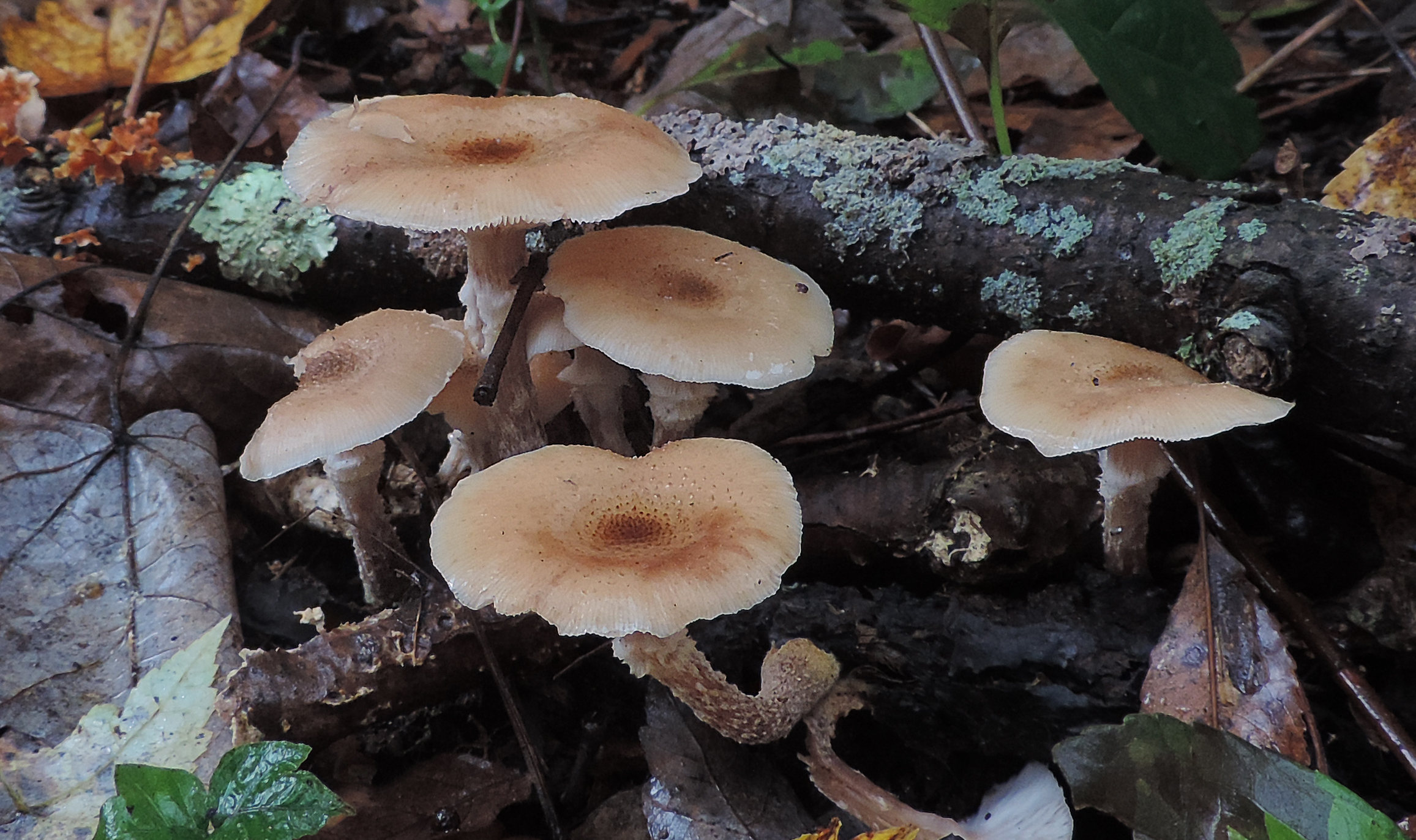 Mushroom Hunting — Hen Of The Woods & Honey Mushroom Learn Your Land