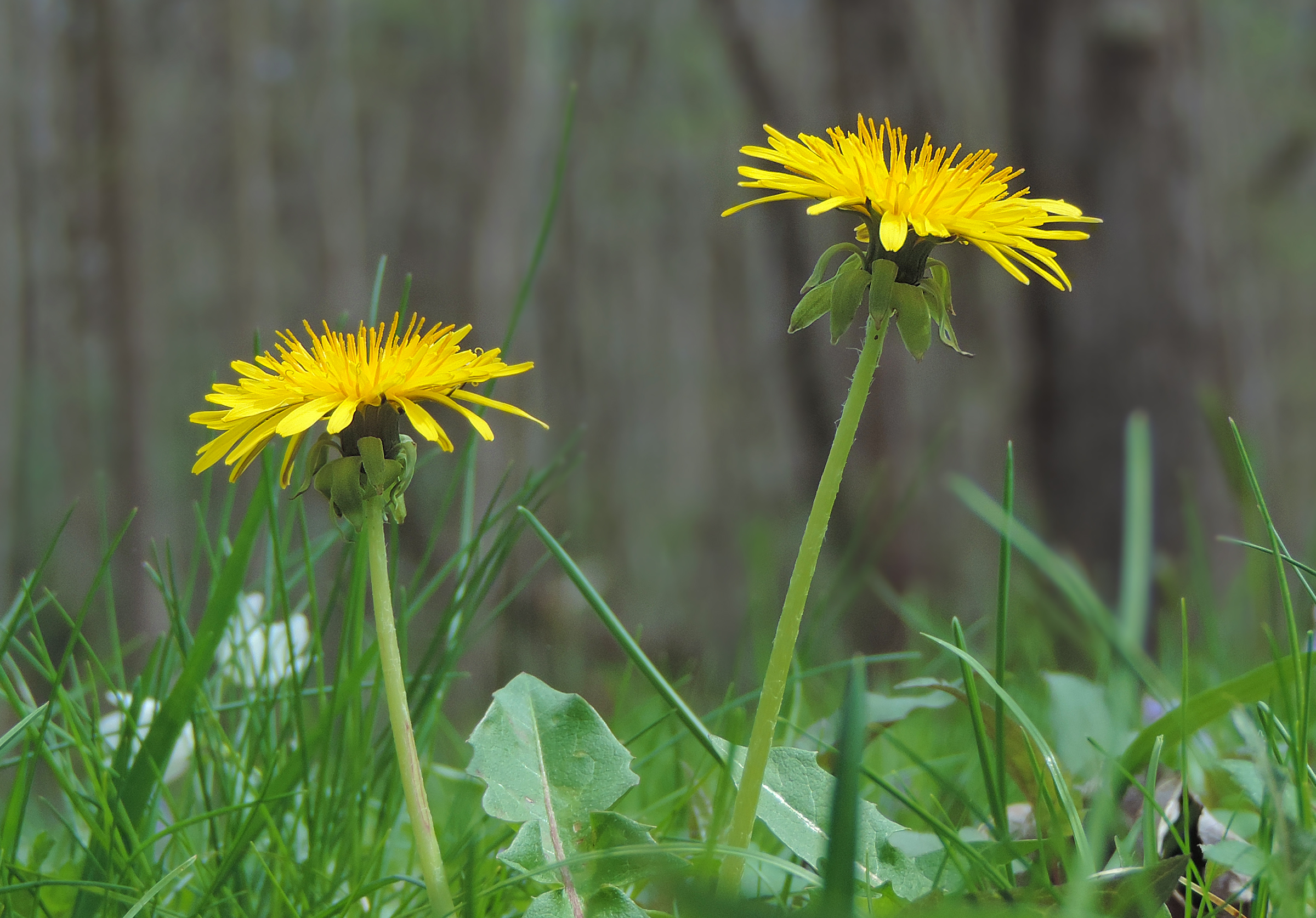 4 Convincing Reasons To Eat Dandelion Flowers | Learn Your Land