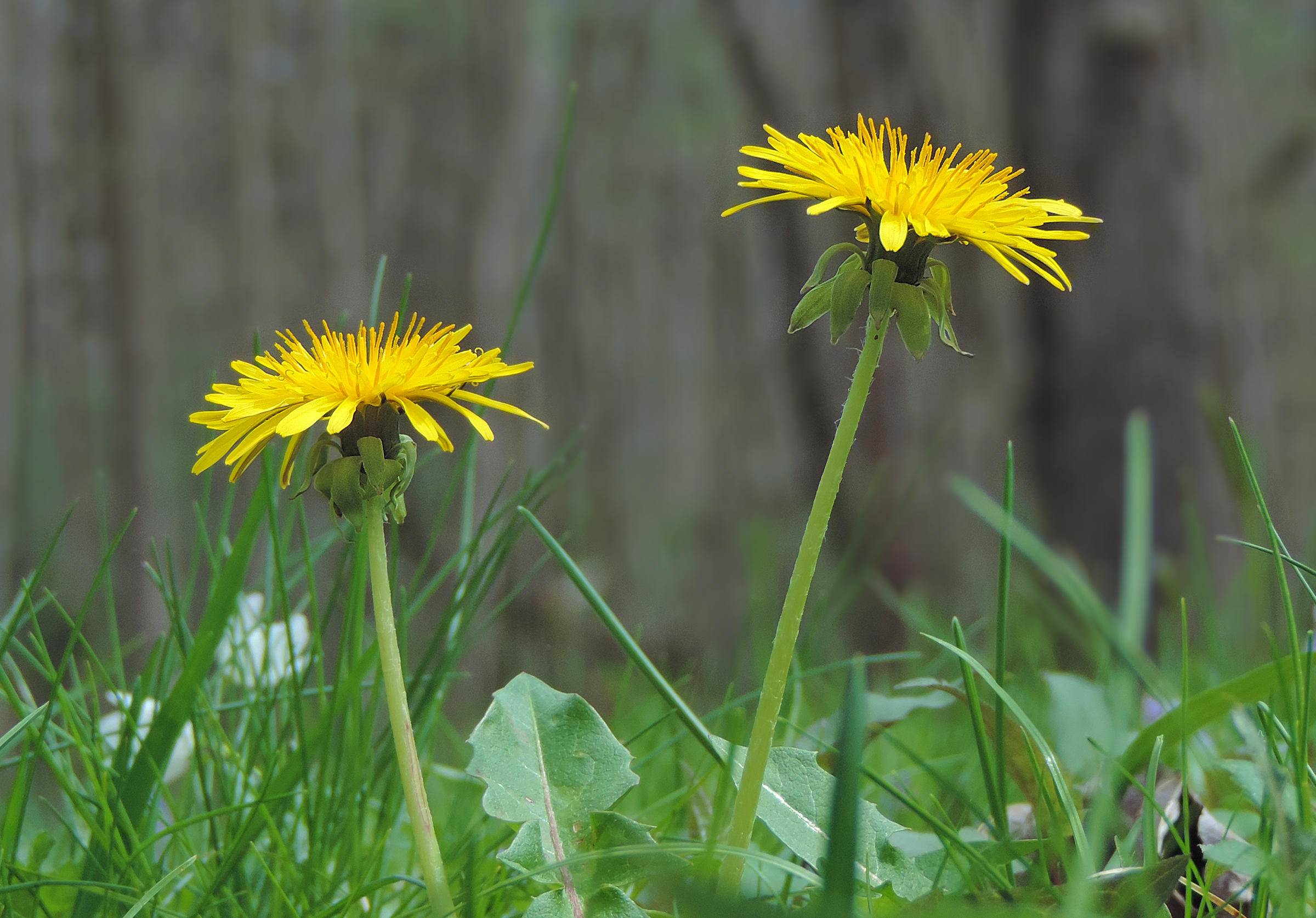 Is Dandelion A Diuretic