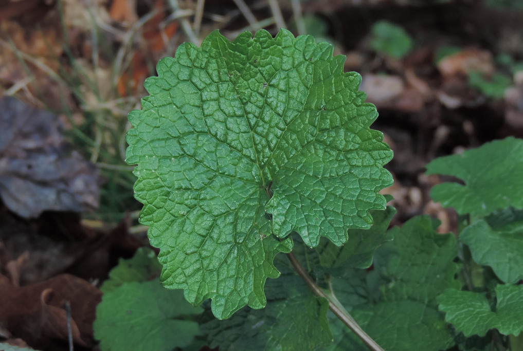 4 Things You Didn't Know About Garlic Mustard Learn Your Land