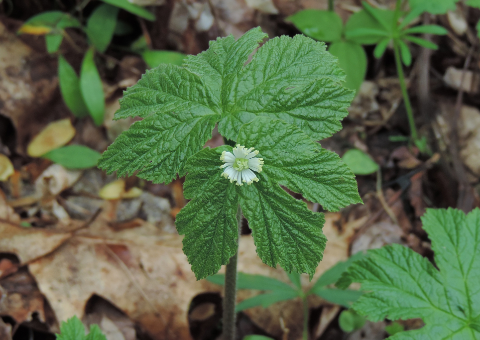 Stalking The Wild Goldenseal (Hydrastis canadensis