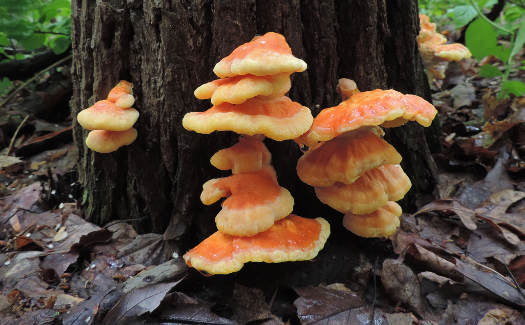 Chicken Of The Woods Identification, LookAlikes, & Medicinal Benefits