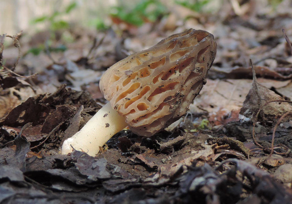 Early Season Scouting For Morel Mushrooms Learn Your Land