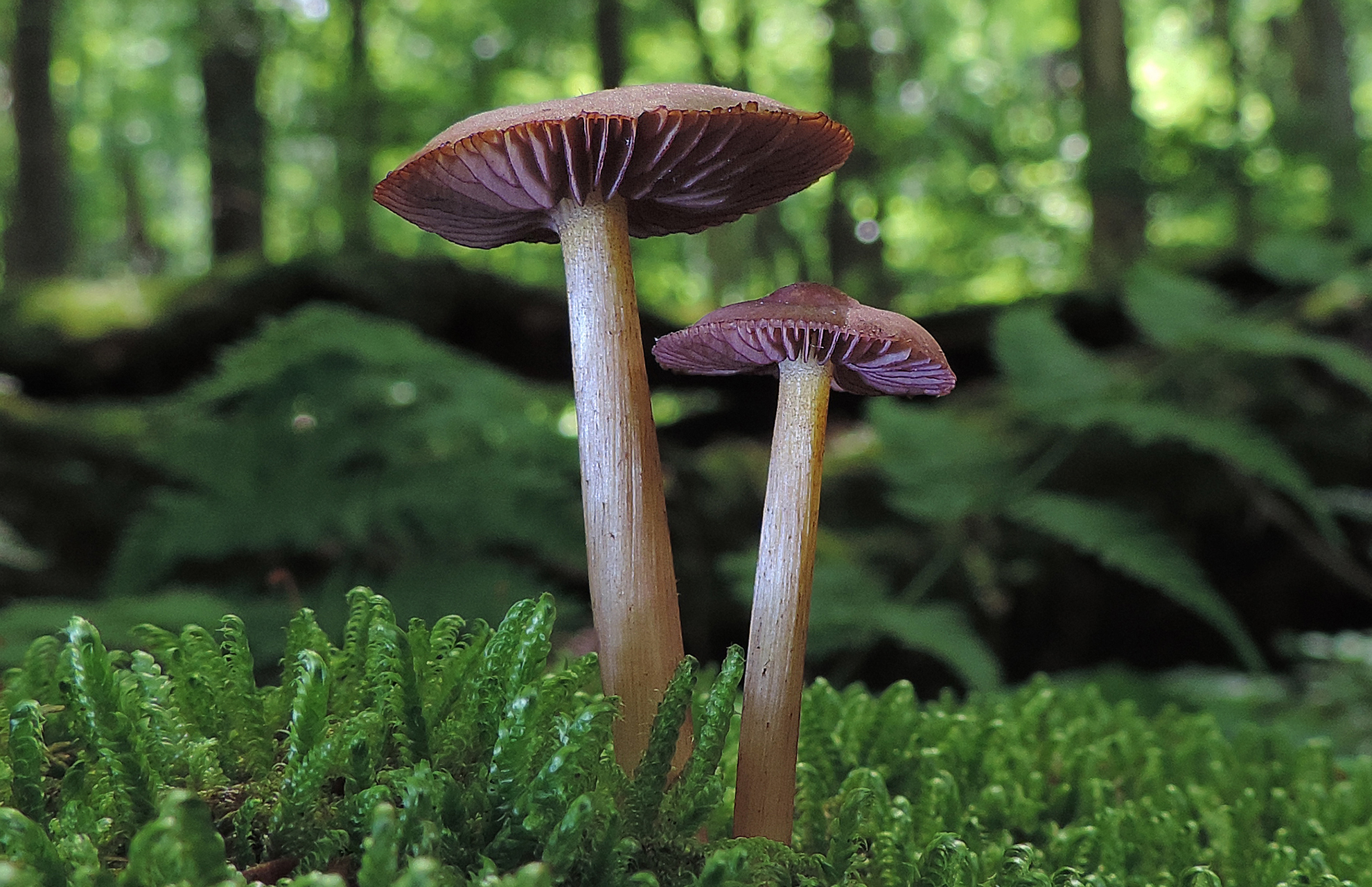 New To Mushroom Hunting? Start Here! Learn Your Land