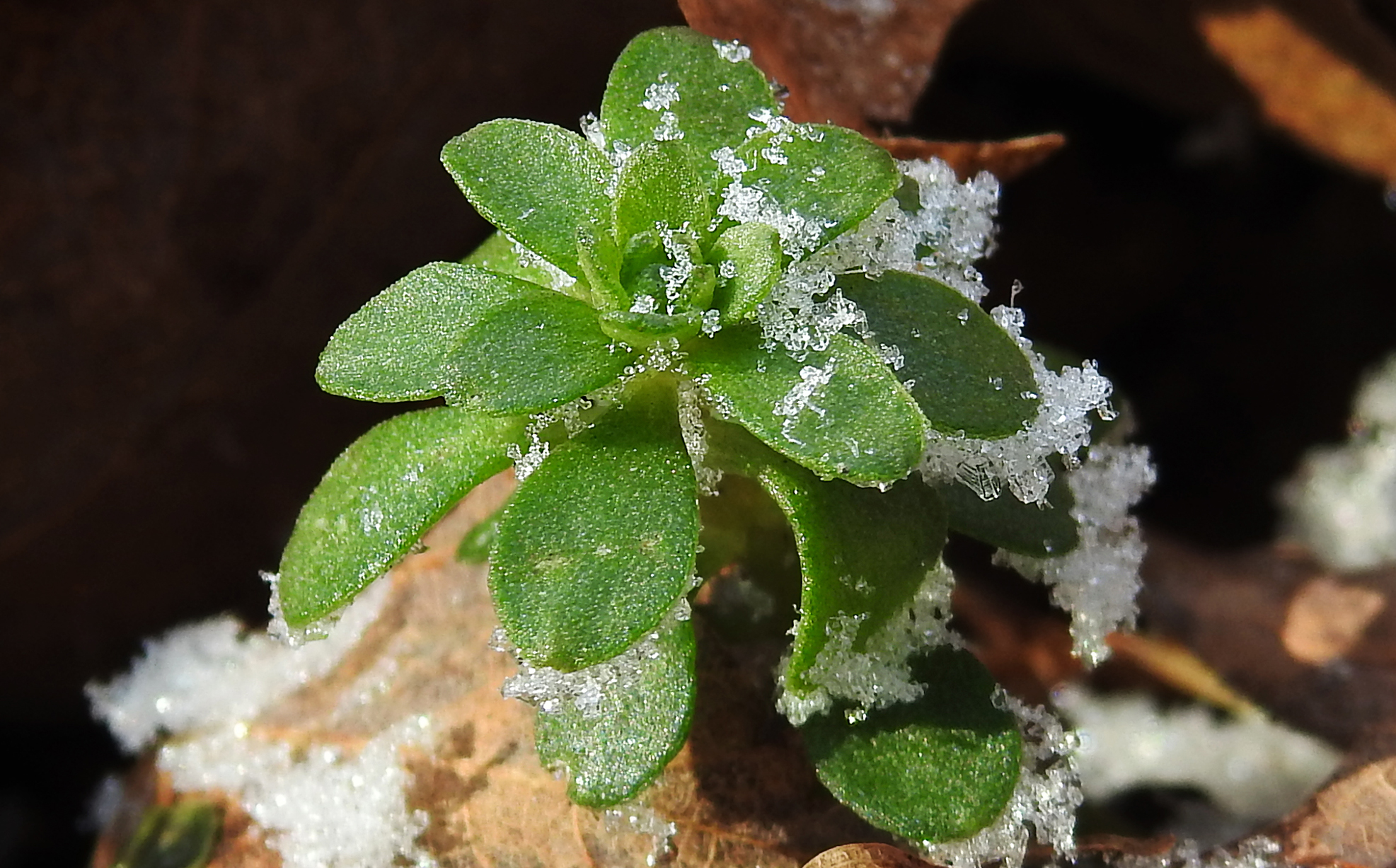 Do Plants Scream When Stressed? Learn Your Land