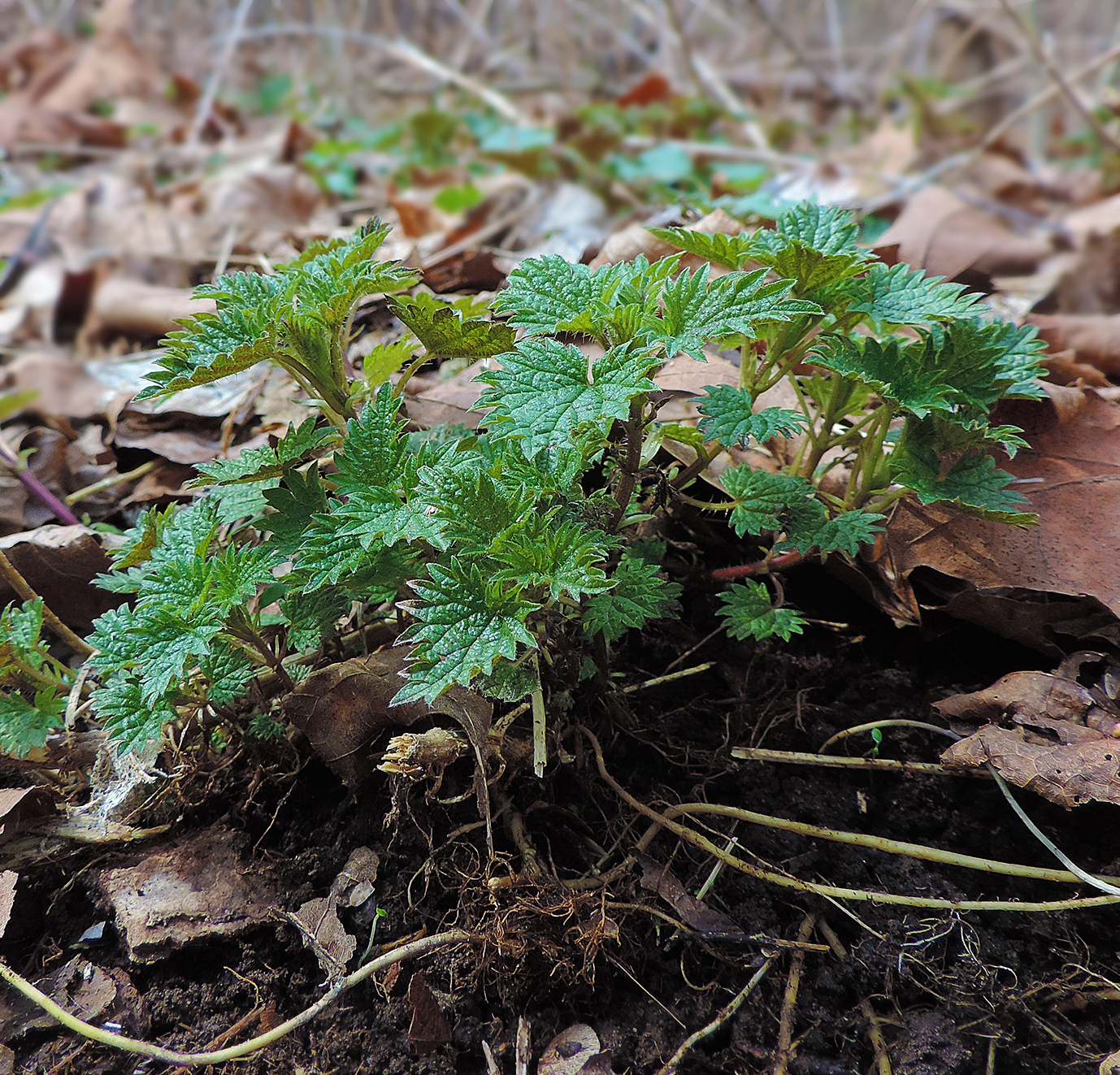 stinging-nettle-the-most-nutritious-plant-on-earth-learn-your-land