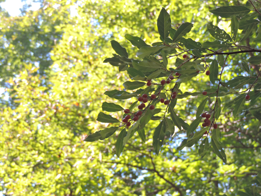 Autumn Olive (Elaeagnus umbellata) — Identification & Medicinal