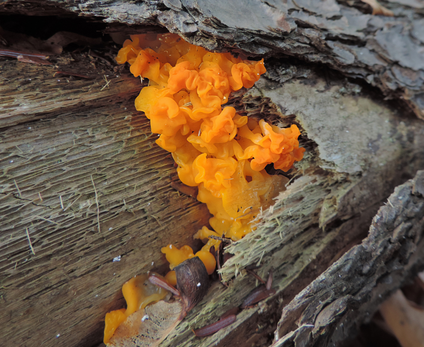 Mushroom Hunting For Beginners — Identification, Spore Prints, & More