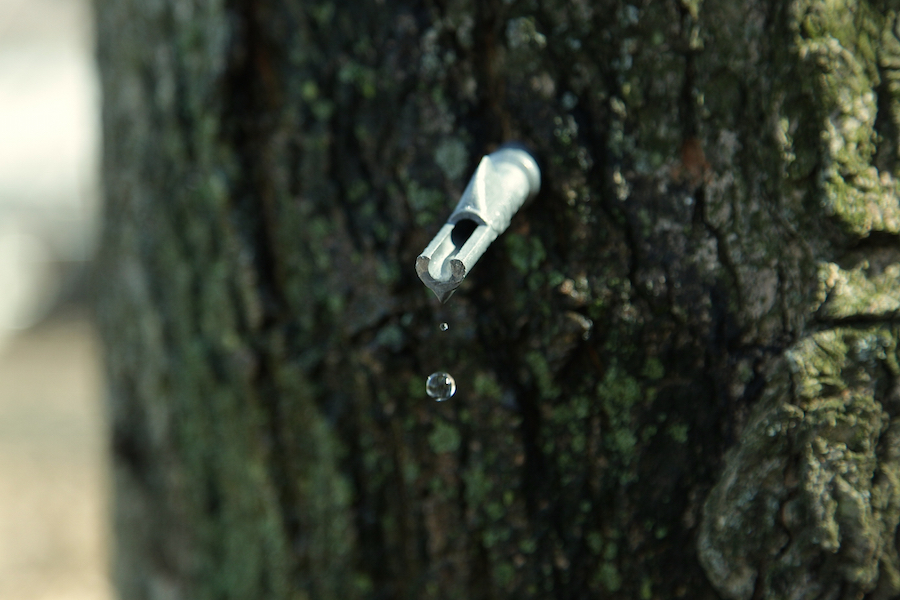 The Health Benefits Of Drinking Maple Tree Sap Learn Your Land