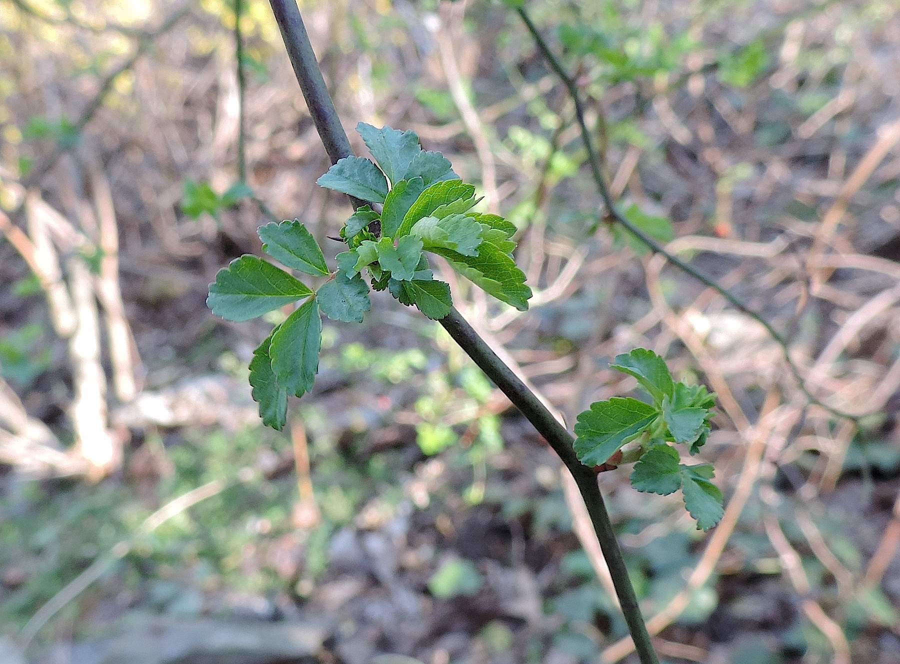 Foraging Wild Tea In Western Pennsylvania - Learn Your Land