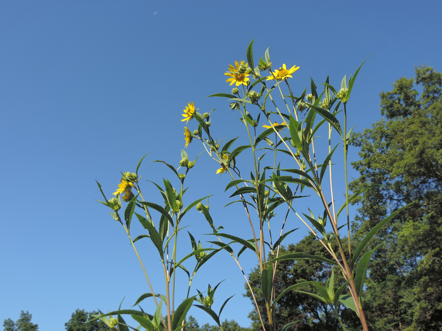 Fibonacci Numbers In Nature With Rose Bando From Ohiopyle State Park ...