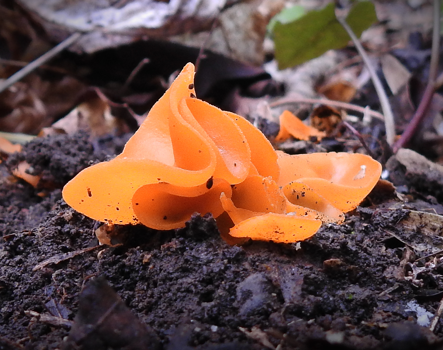 4 Orange Mushrooms Worth Learning Learn Your Land 5912