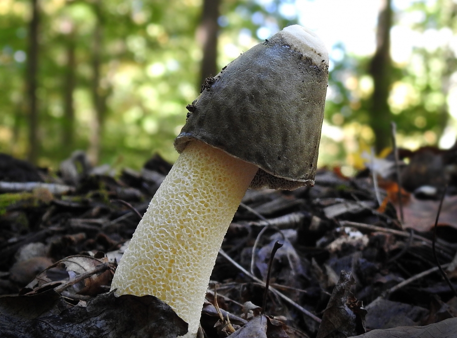 Reflections On Eating Stinkhorn Eggs - Learn Your Land