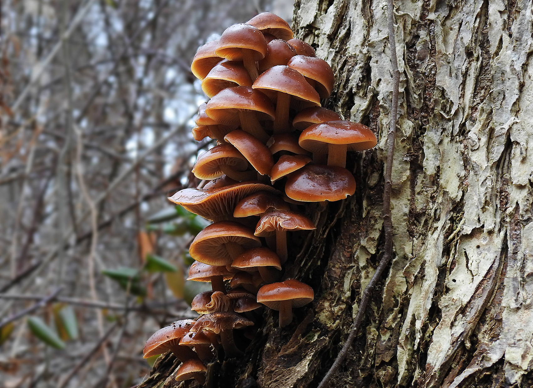 The Trick To Finding Enoki Mushrooms - Learn Your Land