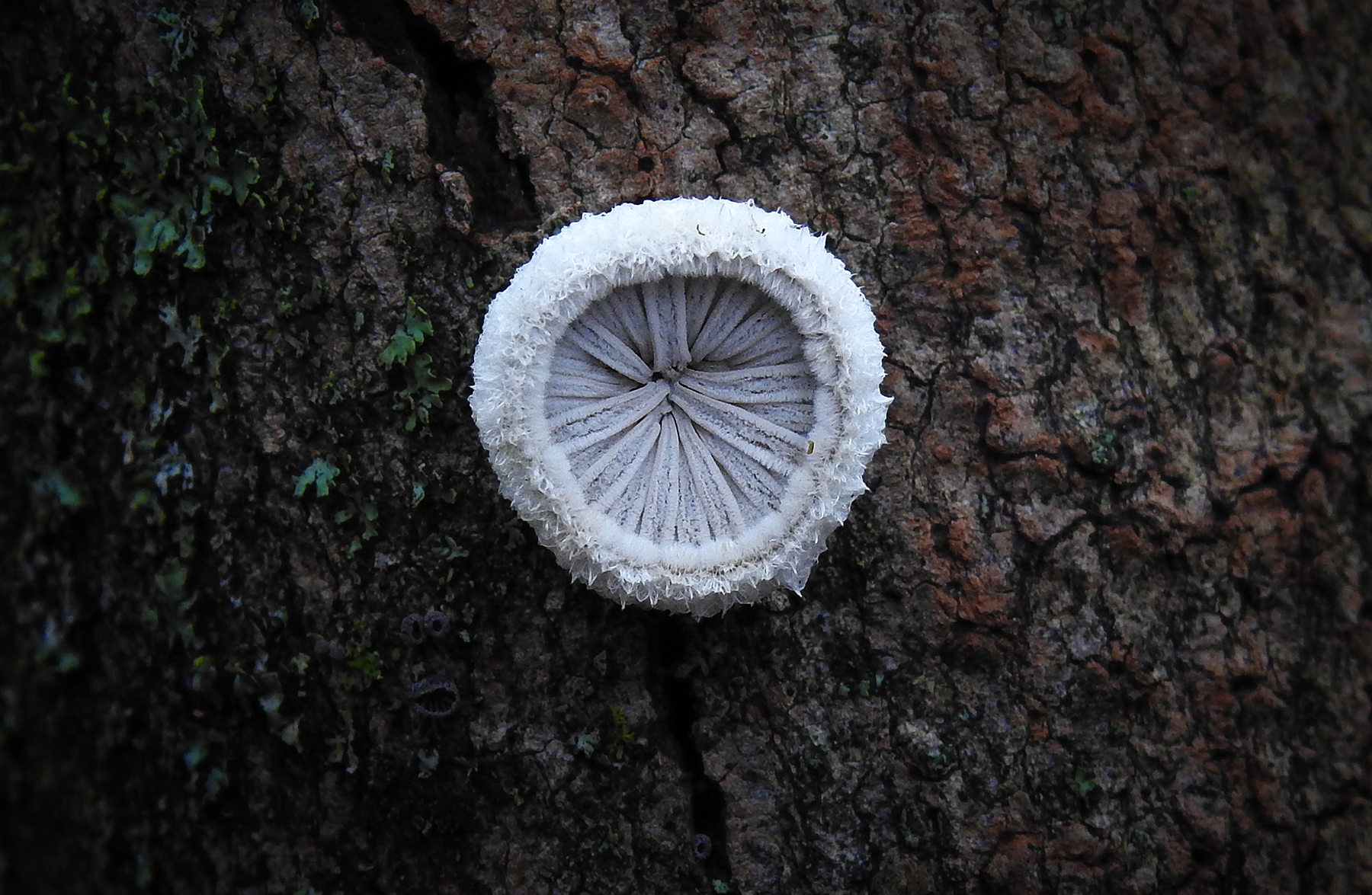 Moldy mushrooms. Is that considered cannibalism? Also, still