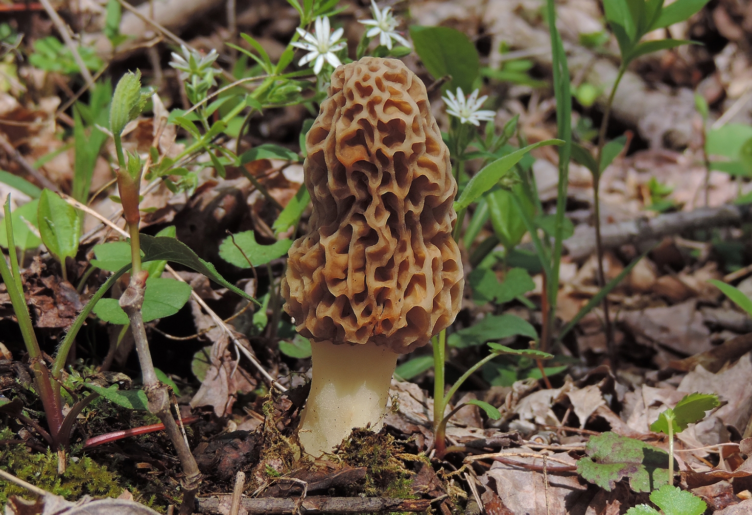 6 Reasons You Can't Find Morel Mushrooms Learn Your Land
