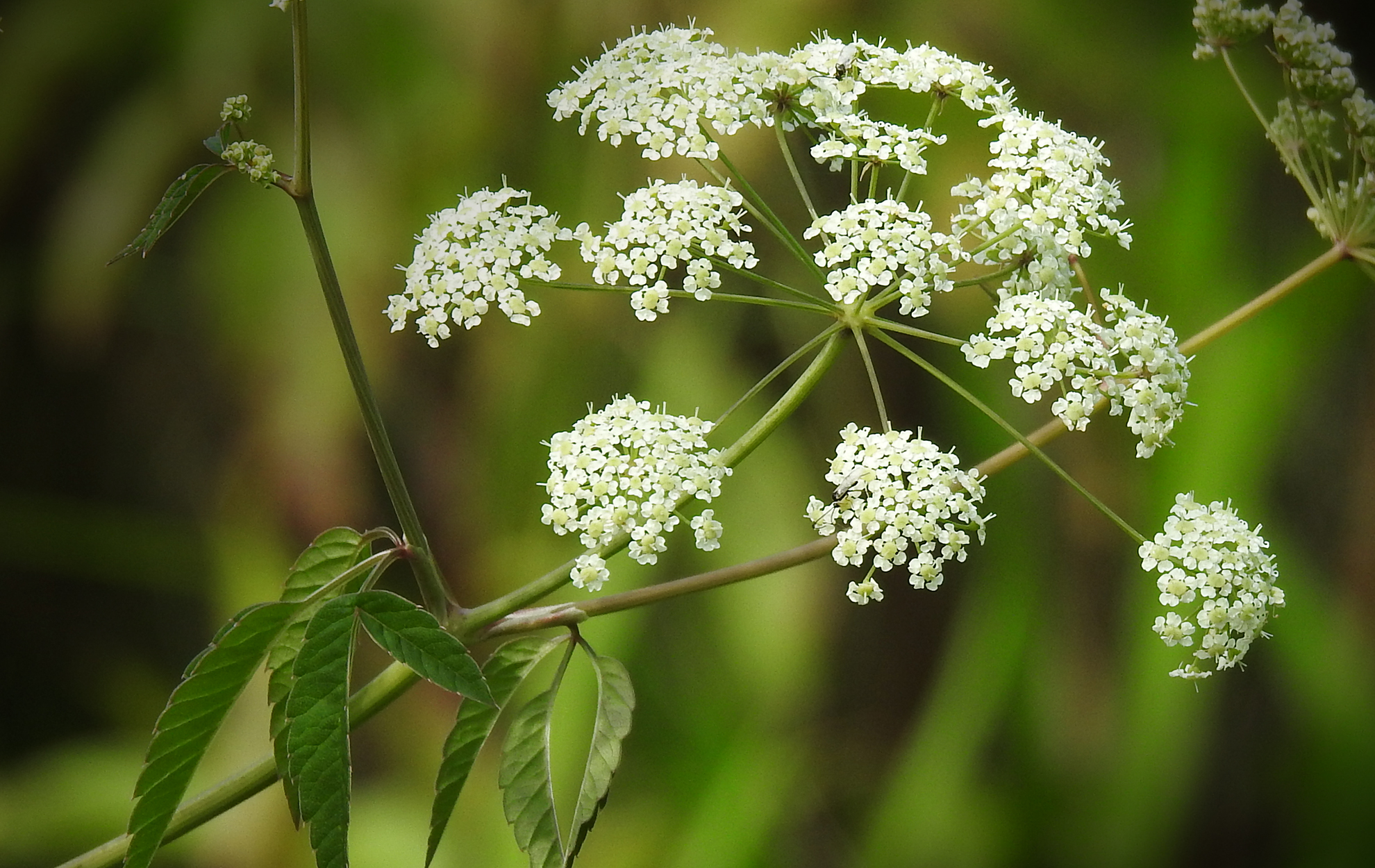 water hemlock — the deadliest plant in north america - learn your land