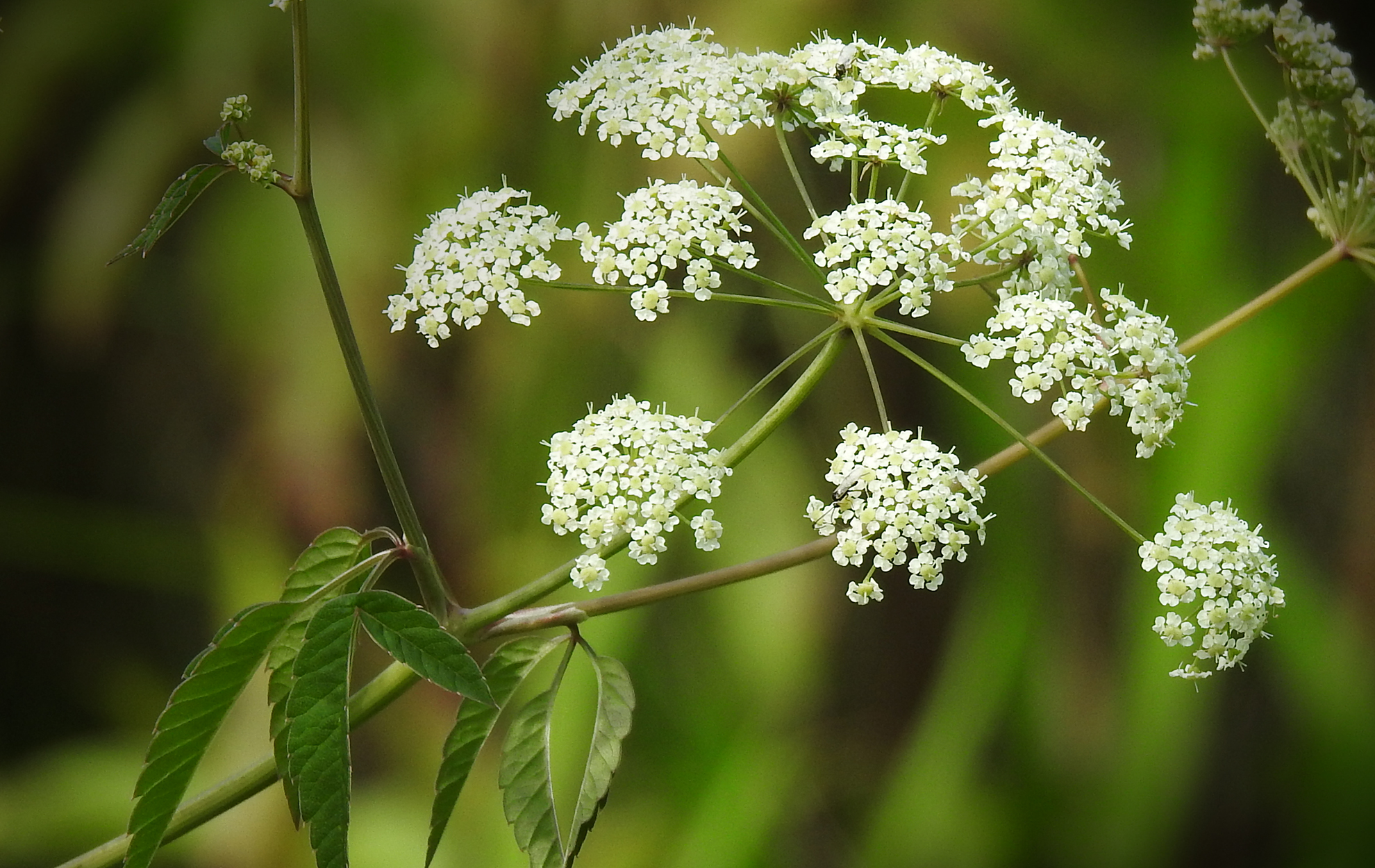 water hemlock identification