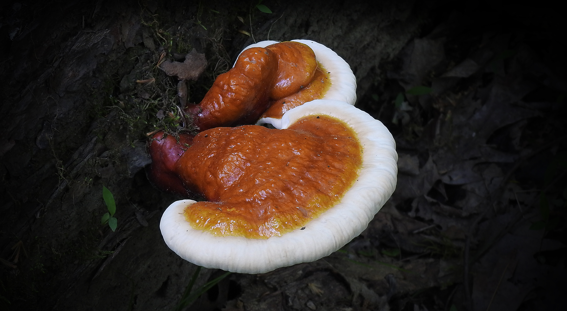 How To Find Mushrooms In Dry Weather Learn Your Land