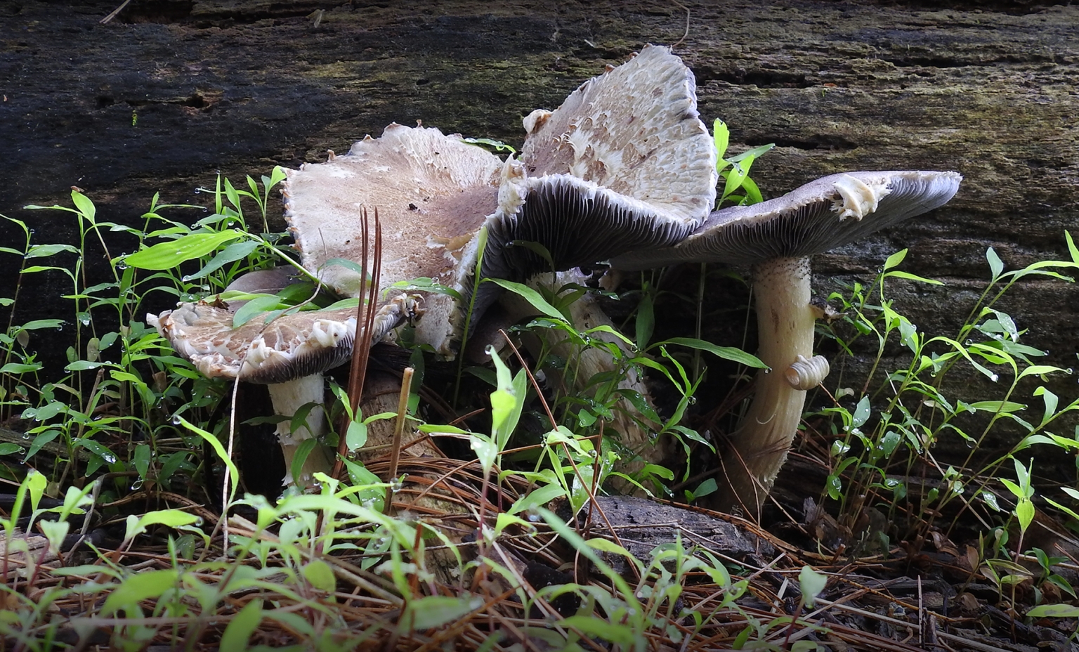 How To Find Mushrooms In Dry Weather Learn Your Land