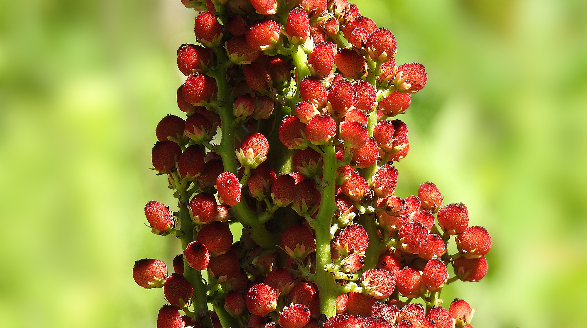 Edible vs. Poison Sumac — Learn The Difference - Learn Your Land