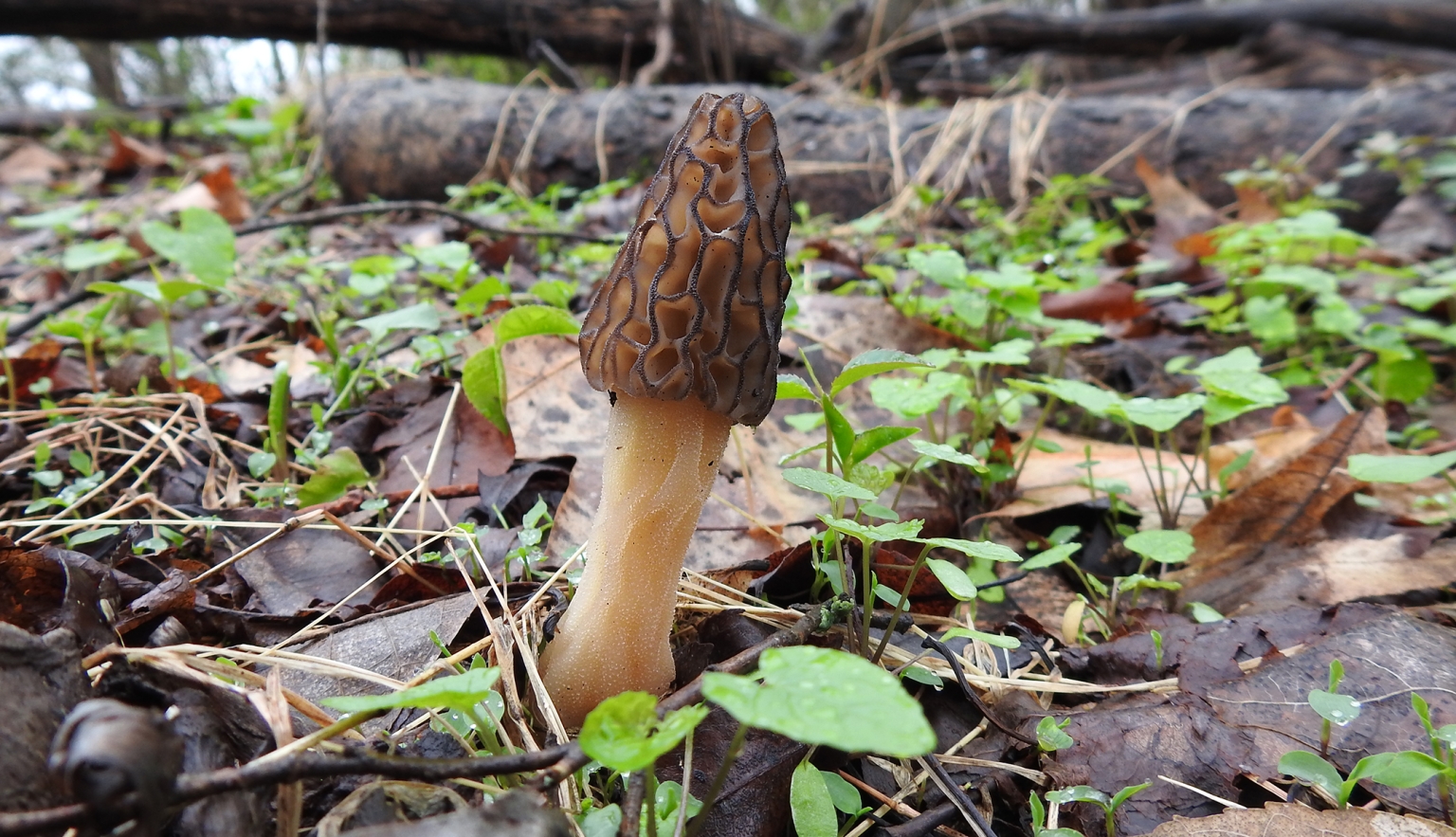 Advice On Finding Morel Mushrooms Learn Your Land